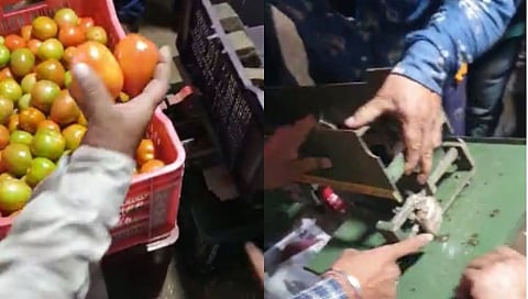 वजन काट्याला अडकवला दगड, टोमॅटोच्या मापात व्यापाऱ्याकडून पाप