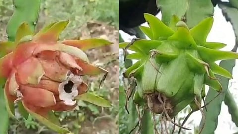 Chandrapur; ड्रॅगन फ्रुट शेतीचा प्रयोग यशस्वी...