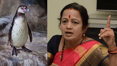 पेंग्विनमुळं राजकीय वातावरण तापलं! पेंग्विनचा खर्च ऐकून थक्क व्हाल
