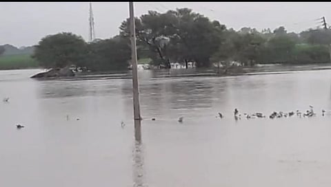 Nilanga : मांजरा नदीलगतच्या शेतीचे नुकसान, चिखलात असलेली पिके आता पाण्यातच