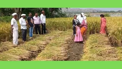 कृषी विभागाकडून भात पीक स्पर्धेचे आयोजन; शेतकऱ्यांना मिळणार बक्षिस...