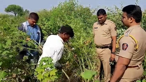 धक्कादायक; परळी तालुक्यात अमली पदार्थाची सामूहिक शेती...