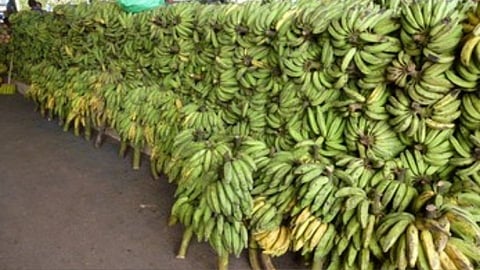 Banana Transport
