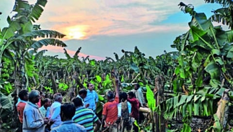 केळीबागा