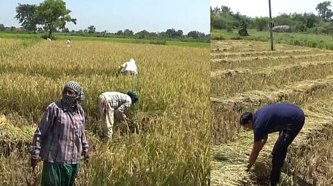 महाराष्ट्र बंद: 'तो' आजही शेतात राबतोय, शेतकऱ्याला सुट्टी नाहीच...
