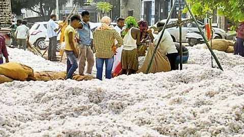 cotton
