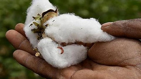 cotton bollworm
