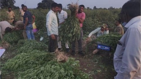 गांजा