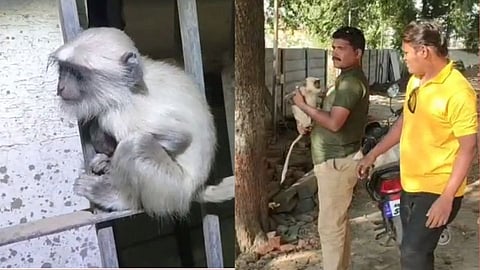अपघातात आईची ताटातूट झाली; जखमी वानराचे पिल्लू वन्यजीव अभ्यासकाला बिलगले!