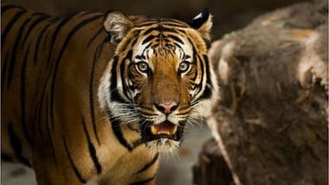 tiger