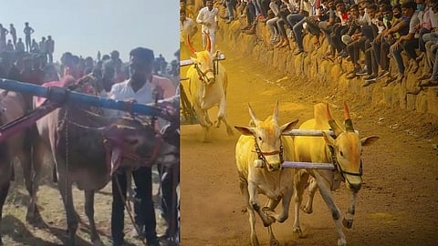 नाशिकमध्ये बैलगाडा शर्यत प्रशासनानं बंद पाडली; परवानगी आणि कोरोना नियनांचे उल्लंघन केल्याने कारवाई