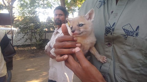 Fox