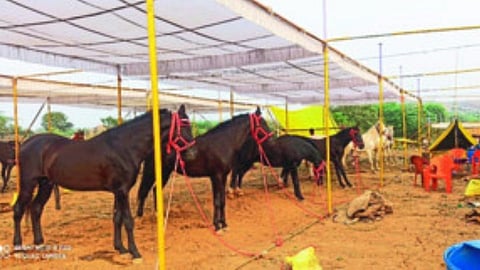 sarangkheda festival