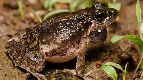 cricket frog