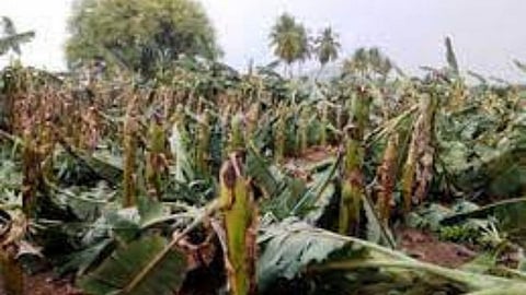 Banana Crop