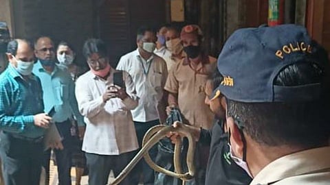 A snake was found inside the chamber of Bombay High Court judge, Justice NR Borkar on Friday.