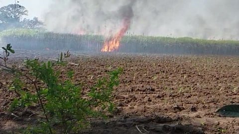 Sugarcane Fire