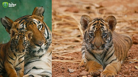 Naming Ceremony Of Tiger & Penguin of Mumbai Zoo