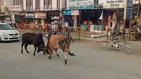माजलगाव शहरात भर रस्त्यावर मोकाट बैलांची झुंज...व्हिडिओ व्हायरल