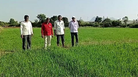 organic farming