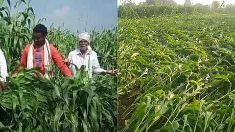 अवेळी पावसाने शेतकरी हतबल; 1200 हेक्टरपेक्षा अधिकच्या रब्बी पिकांचे नुकसान