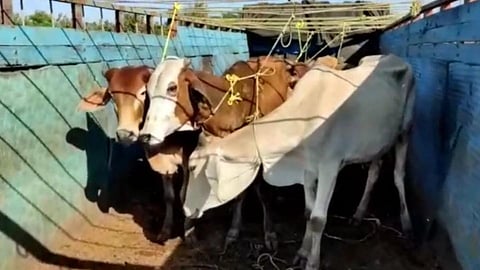 Cattle Smuggling