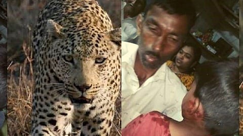 Satara: पोटच्या लेकरासाठी बाप भिडला बिबट्याशी