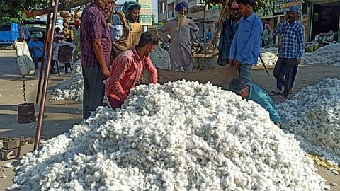 Cotton price