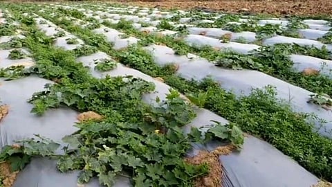 Farm