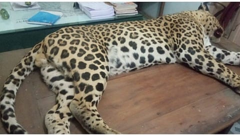 Leopard