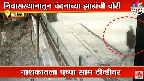 पहा Video : नाशिकमध्ये पुष्पाचा धुमाकूळ! पोलिसांच्या निवासस्थानातून चंदनाची चोरी