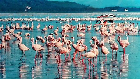 Flamingo