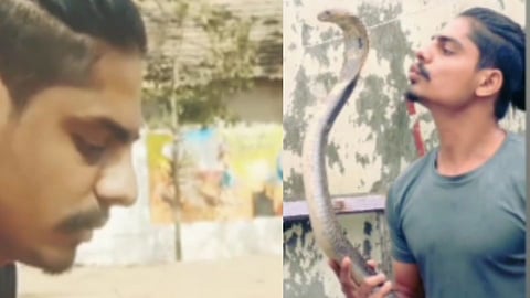 video with snake sangli