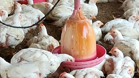 poultry