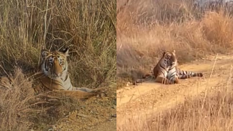 Tiger