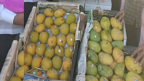 Devgad Hapus Mango