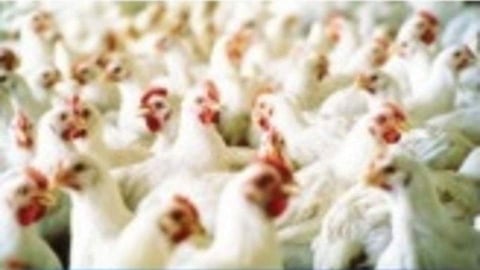 Poultry Form