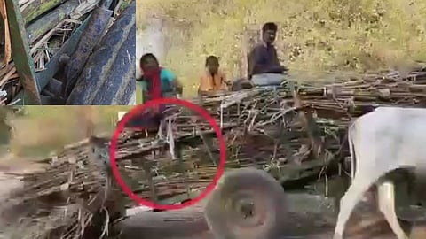 SugarCane