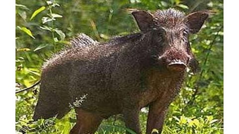 Bhandara News