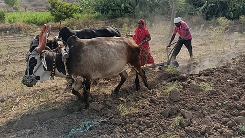 Farmer