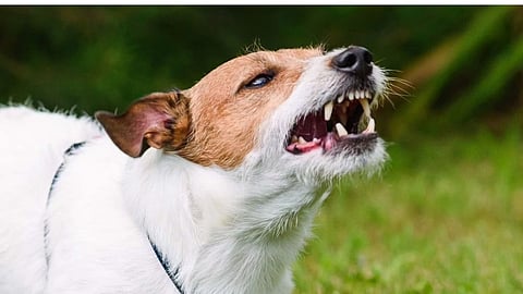 stray dog