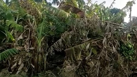 The rising temperature dried the bananas In Akola