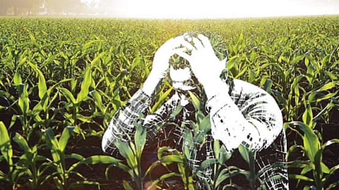 Beed Farmer