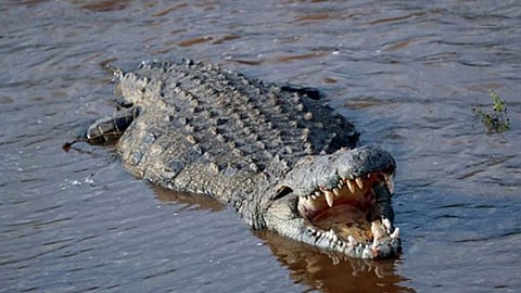 Crocodile attack on horse in sangli, Sangali Latest Marathi News