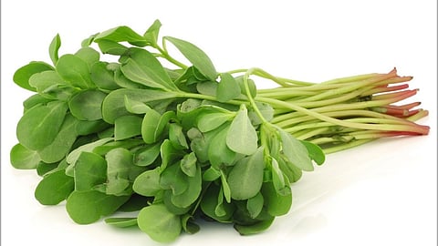 Summer Health Tips in Marathi, ghol bhaji in Marathi