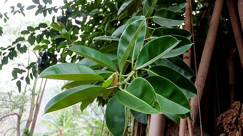benefits of banyan tree
