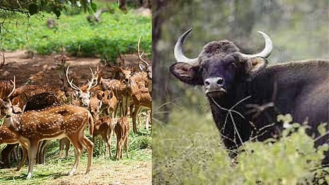Wildlife
