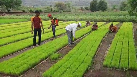 Maval news