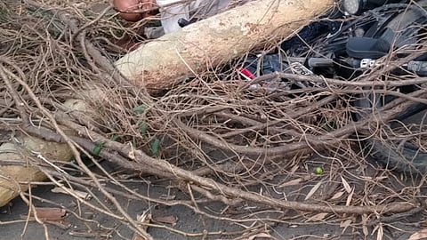 दुचाकीस्वाराच्या अंगावर झाड कोसळल्याने एकजण गंभीर जखमी