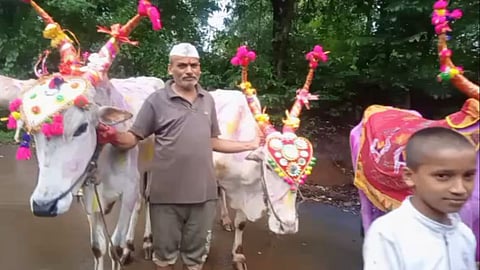 bendur, satara, jawali, farmers